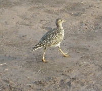 FIGURE 1 FIGURE 1